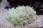 Flat Color Anemone Photo and care