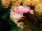 Pink Dorid Nudibranch