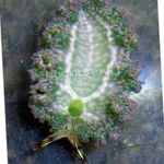 სურათი აკვარიუმი სალათა ზღვის Slug შიშველლაყუჩა მოლუსკები (Elysia crispata), ნაცრისფერი
