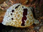 fotoğraf Akvaryum Büyük Pleurobranch deniz sümüklü böcek (Pleurobranchus grandis), kahverengi