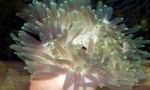 Red-Base Anemone Photo and care