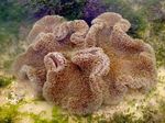 Фото Аквариум Алып Теңіз Anemone Кілем актинии (Stichodactyla gigantea), қоңыр