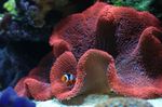 Bilde Akvarium Teppe Anemone (Stichodactyla haddoni), rød