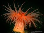 anemones Actinostola Chilensis  Foto