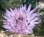 Nuotrauka Akvariumas Rožinė Nulenkti Anemone plukių (Condylactis passiflora), violetinė