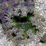 fotografija Akvarij Rock Cvet Anemone vetrnic (Epicystis crucifer), siva