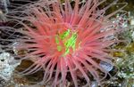 Foto Akvaarium Toru Ülane anemones (Cerianthus), punane