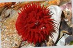 фотографија Акваријум Bulb Anemone анемонес (Actinia equina), црвен