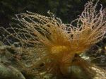 Photo Aquarium Anemone Chatach-Cue bundúin leice (Bartholomea annulata), buí