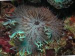 Fil Akvarium Pärlstav Havet (Aurora) Anemon anemoner (Heteractis aurora), randig
