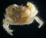 фотографија Акваријум Hairy Crab ракови (Pilumnus), жут