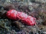 Photo Aquarium Crabe Corail (Trapezia sp.), rouge