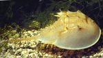 Photo Aquarium Horseshoe Crabs (Carcinoscorpio spp., Limulus polyphenols, Tachypleus spp.), yellow