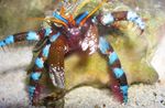 Albastru Electric Pustnic Crab