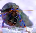 Dwarf Blue Leg Hermit Crab