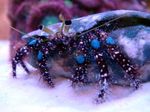 Blue-Genunchi Pustnic-Crab