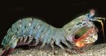 Harlequin Mantis Shrimp (Peacock Mantis Shrimp)