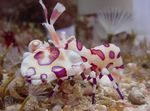 Photo Aquarium Shrimp Harlequin, Clown (Magairlín Bán) Shrimp (Hymenocera picta), donn