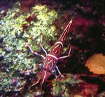 Nuotrauka Akvariumas Pneumatinis Verstuvas (Kupranugaris, Saldainiai, Šokiai, Hingebeak, Durban Vyrių-Snapas) Krevetės (Rhynchocinetes durbanensis), raudonas