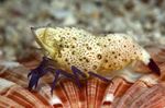 Violet-Legged Marble Shrimp