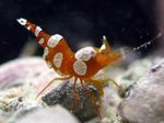 照 水族馆 雷神Amboinensis 虾 (Sexy Anemone Shrimp), 褐色