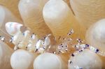 金星海葵虾