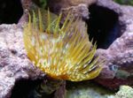 Foto Akvaarium Hiiglane Fanworm fänn usse (Sabellastarte magnifica), kollane