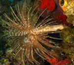 Foto Akvaarium Hiiglane Fanworm fänn usse (Sabellastarte magnifica), helesinine