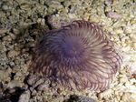 Nuotrauka Akvariumas Havajų Plunksnų Pašluostė fan kirminų (Sabellastarte sp.), violetinė