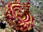 Фото Акваріум Сабеластарта морські черв'яки (Sabellastarte sp.), смугастий
