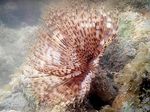 Foto Akvaarium Tolmuharja Uss (India Serpuliidilaadsed) (Sabellastarte indica), helesinine