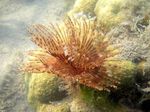 Foto Akvaarium Tolmuharja Uss (India Serpuliidilaadsed) (Sabellastarte indica), punane