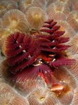 Photo Aquarium Christmas Tree Ver vers ventilateur (Spirobranchus sp.), rouge