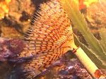 Nuotrauka Akvariumas Wreathytuft Tubeworm fan kirminų (Spirographis sp.), geltonas