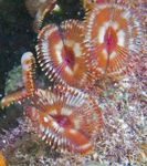 Photo Aquarium Split-Couronne Plumeau vers ventilateur (Anamobaea orstedii), rouge