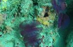 Photo Aquarium Split-Couronne Plumeau vers ventilateur (Anamobaea orstedii), bleu