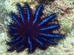 fénykép Akvárium Töviskorona tengeri csillagok (Acanthaster planci), kék