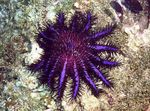 Foto Akvarium Tornekrone havet stjerner (Acanthaster planci), lilla
