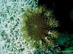 Фото Акваріум Зірка Терновий Вінець морські зірки (Acanthaster planci), зеленуватий