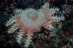 fotoğraf Akvaryum Dikenler Tacı deniz yıldız (Acanthaster planci), benekli