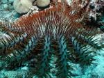 სურათი აკვარიუმი გვირგვინი Thorns ზღვის ვარსკვლავი (Acanthaster planci), ღია ლურჯი