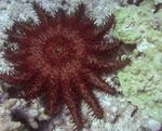 Foto Akvarium Tornekrone havet stjerner (Acanthaster planci), rød