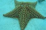 fotografie Akvárium Mřížkovat Sea Star, Karibské Polštář Hvězda hvězdy moře (Oreaster reticulatus), šedá