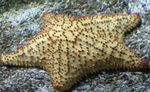 Foto Akvārijs Tīklveida Jūras Zvaigzne, Caribbean Spilvens Zvaigzne (Oreaster reticulatus), dzeltens