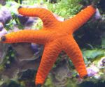 სურათი აკვარიუმი წითელი Starfish ზღვის ვარსკვლავი (Fromia), წითელი