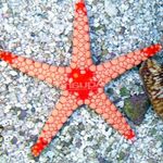 フォト 水族館 赤いヒトデ 海の星 (Fromia), ブラウン