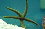 kuva Akvaario Galatheas Sea Star (Nardoa sp.), harmaa