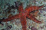 kuva Akvaario Galatheas Sea Star (Nardoa sp.), punainen