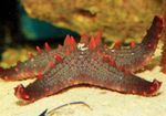 fotoğraf Akvaryum Choc Çip (Düğme) Deniz Yıldızı (Pentaceraster sp.), kırmızı