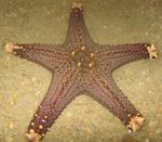 Foto Akvārijs Šokolādes Chip (Kloķus) Jūras Zvaigzne (Pentaceraster sp.), gaiši zils